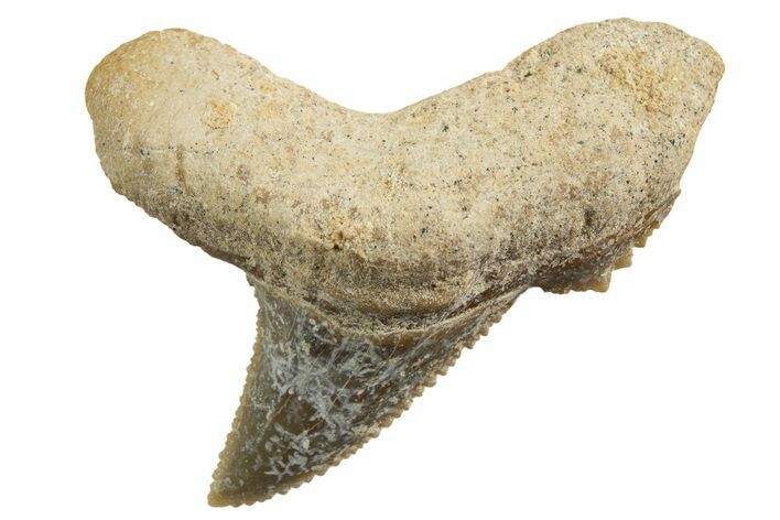 Tiger Shark (Galeocerdo Eaglesomi) Tooth - Dakhla, Morocco #327073